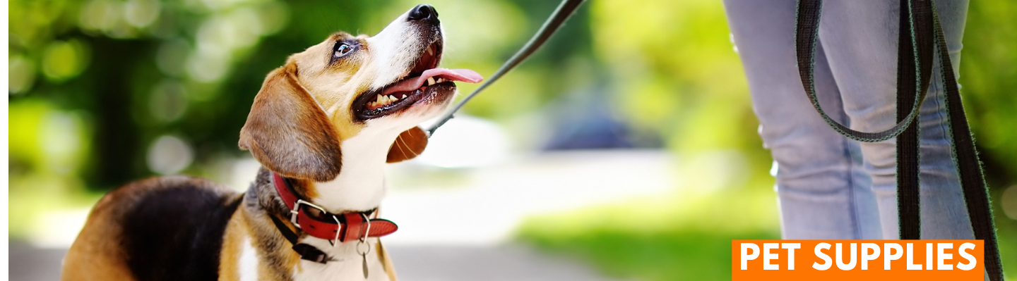 Dog On A Leash